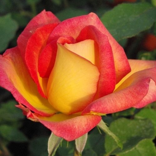 Rosa  Alinka - žlutá - bordova - Stromkové růže, květy kvetou ve skupinkách - stromková růže s keřovitým tvarem koruny